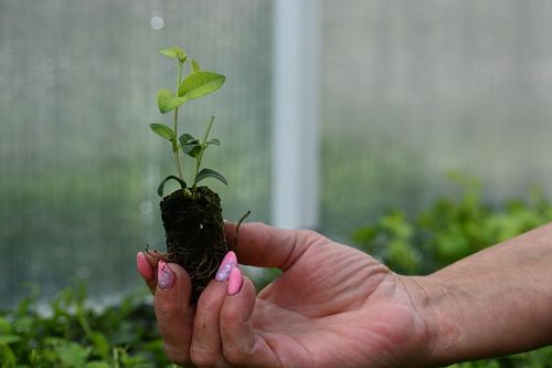 Barwinek pospolity Alba - Vinca minor na Arena.pl