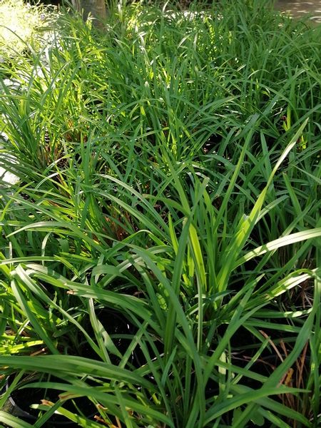 Liliowiec do ogrodu i na taras zdjęcie 3