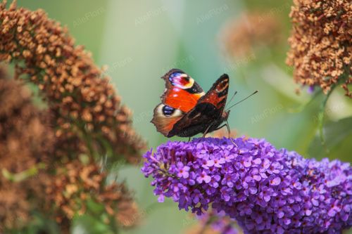 Budleja Dawida 'Lavender Cupcake' (Buddleja davidii) Doniczka 2.0L na Arena.pl