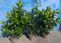 Laurowiśnia NOVITA 100-130cm w Doniczkach 3 Litrowych GOTOWY ŻYWOPŁOT