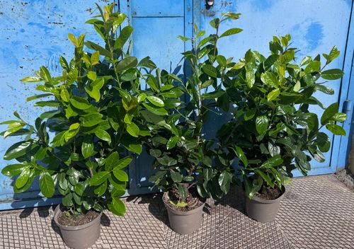 Laurowiśnia NOVITA 100-130cm w Doniczkach 3 Litrowych GOTOWY ŻYWOPŁOT na Arena.pl