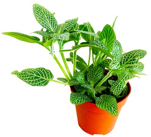 FITTONIA White Angel 15cm na Arena.pl