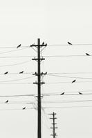 Plakat 40x60cm Symfonia na Drutach