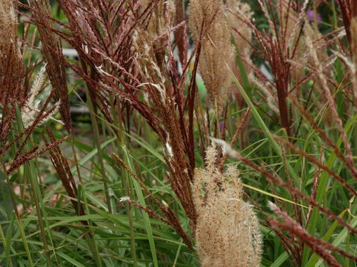 Miskant chiński Rotsilber C3 E na Arena.pl