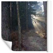 Fototapeta 3D Las Wschód Słońca NATURA do Salonu 315x210