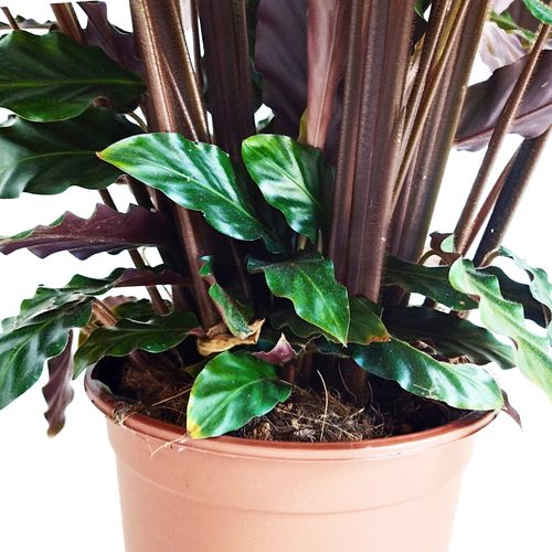 Kalatea Calathea  RUFIBARBA   60cm na Arena.pl