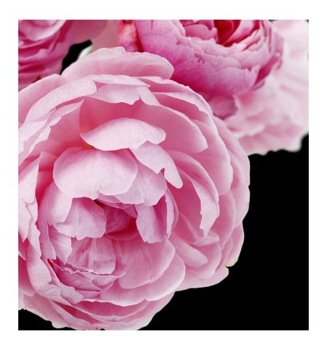 Yodeyma Delá Woda Perfumowana Dla Kobiet 100ml na Arena.pl