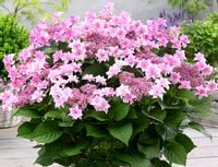 Hortensja ogrodowa DOPPIO ROSA Gwiazdkowe KWIATY