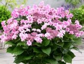 Hortensja ogrodowa DOPPIO ROSA Gwiazdkowe KWIATY