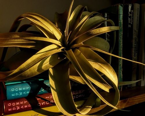 TILLANDSIA, OPLĄTWA X 6 SZT, NA START ! airplant na Arena.pl