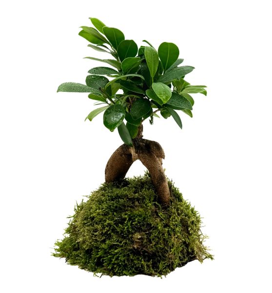 WIO BONSAI FICUS M. GINSEN zdjęcie 1