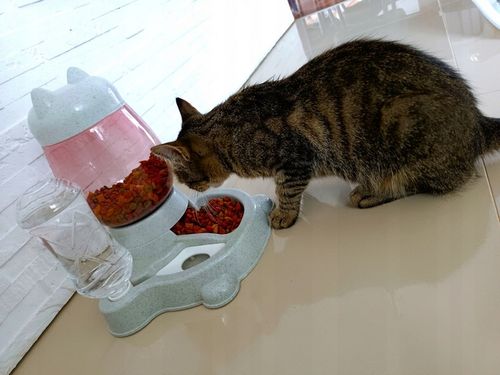 AUTOMATYCZNY PODAJNIK KARMY WODY DLA KOTA PSA na Arena.pl