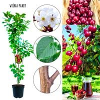 Wiśnia Pandy deserowa odmiana 100-150 cm
