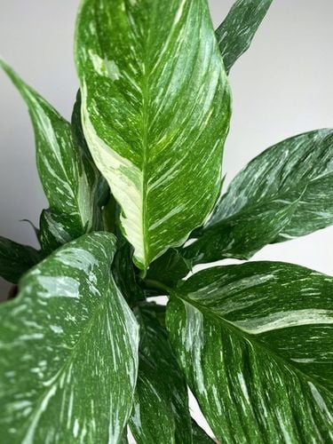 Spathiphyllum Diamond variegated Skrzydłokwiat z biało zielony liśćmi na Arena.pl