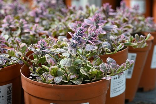 Dąbrówka rozesłana Burgundy Glow - Ajuga reptans na Arena.pl