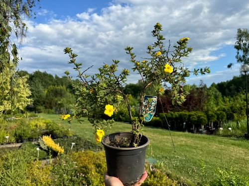 Pięciornik krzewiasty 'Goldfinger' Żółty (Potentilla fruticosa) Poj. 2.0L na Arena.pl