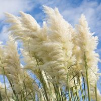 TRAWA PAMPASOWA Biała Cortaderia Sadzonki w doniczkach P11 (1L)