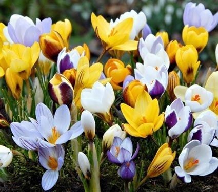 KROKUS cebulki MIX KOLORÓW łatwa uprawa do gruntu i donic 100 szt. + na Arena.pl