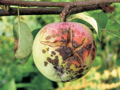 MOCZNIK 4KG NA JESIENNY OPRYSK PARCH JABŁONI NAWÓZ na Arena.pl