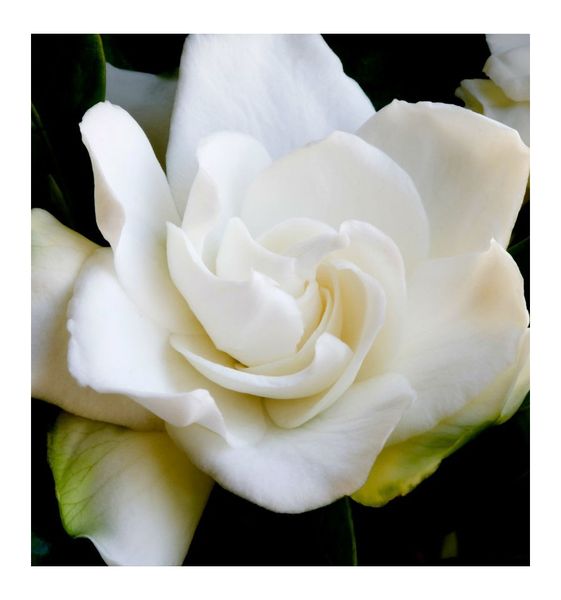 Yodeyma Notion Woman Woda Perfumowana Dla Kobiet 100ml zdjęcie 4