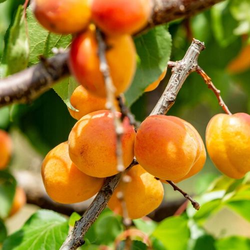 MORELE SUSZONE NATURALNE 1kg HiFOOD Bez Pestek NIESIARKOWANE zbiór 2025 na Arena.pl