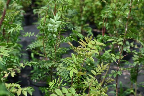 Jarząb pospolity - Sorbus aucuparia na Arena.pl