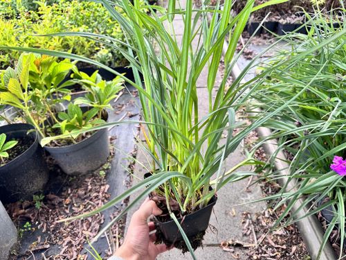 Trzykrotka wirginijska 'Concord Grape' Tradescantia virginiana Doniczka 2L na Arena.pl