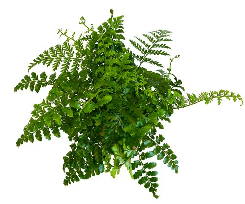 ASPLENIUM PARVATI PAPROĆ 25cm na Arena.pl