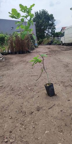 Dąb błotny duża sadzonka 50-80 cm na Arena.pl