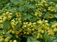 Gajowiec żółty, Jasnota gajowiec