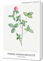 Obraz 40x60cm Design Clover Flower, Redoute Vintage do Salonu