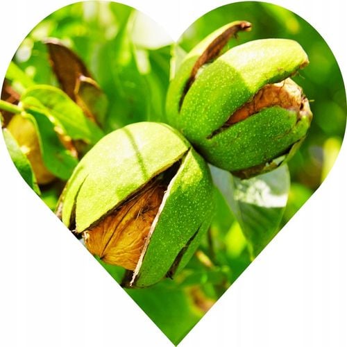 orzech włoski JACEK 146cm. Smak, który zna swoje miejsce – na podium. na Arena.pl