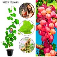 Winogron Królowa Nina deserowa winorośl KRZEW 60-90 cm