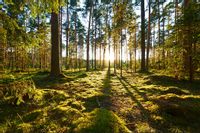 Fototapeta Las Zachód Słońca ZIELEŃ Pejzaż 90x60