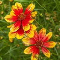 Nachyłek BENGAL TIGER Żółto-czerwony Kwitnie całe lato Sadzonki P11 (1L)