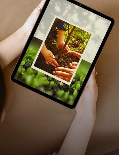 Śliwa WĘGIERKA DĄBROWICKA bardzo ceniona STARA POLSKA ODMIANA na Arena.pl