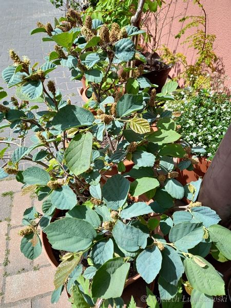 Fotergilla Blue Shadow rzadko spotykana odmiana zdjęcie 1