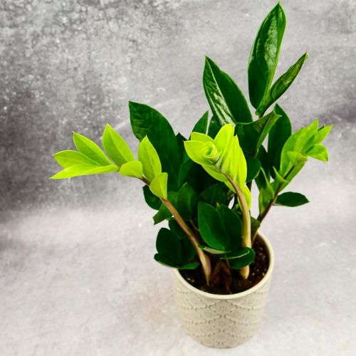 Zamioculcas Zamiokulkas zamiifolia ROŚNIE WSZĘDZIE W ZIMOWYM OPAKOWANIU na Arena.pl