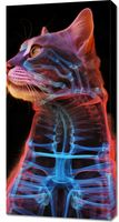 Obraz 50x100cm Anatomia Kota
