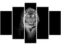 OBRAZ TIGER IN THE DARK
