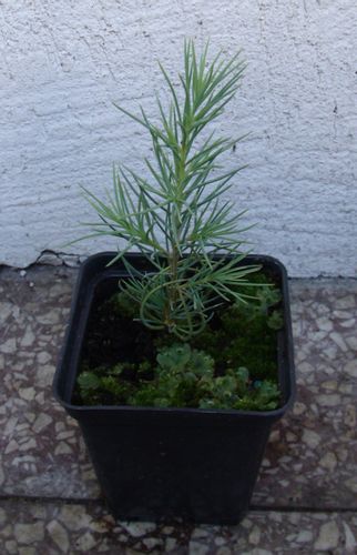 CEDR ATLASKI CEDRUS - sadzonki w doniczkach na Arena.pl