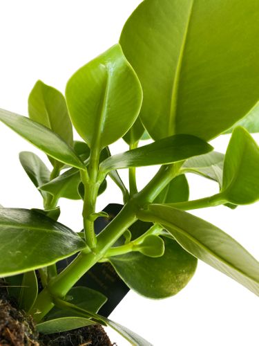 KLUZJA (CLUSIA)  30 cm na Arena.pl