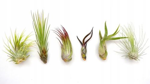 TILLANDSIA, OPLĄTWA X 6 SZT, NA START ! airplant na Arena.pl