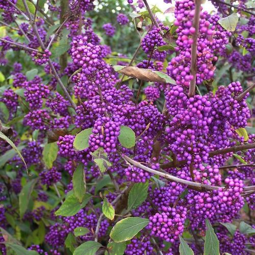 PIĘKNOTKA Bodiniera Profusion - sadzonki 30 / 40 cm na Arena.pl