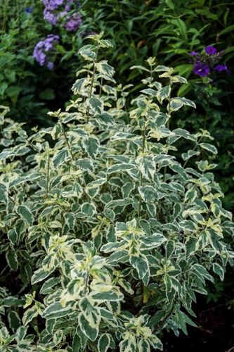 Barbula klandońska 'White Surprise' Białe Liście (Caryopteris clandonensis) na Arena.pl