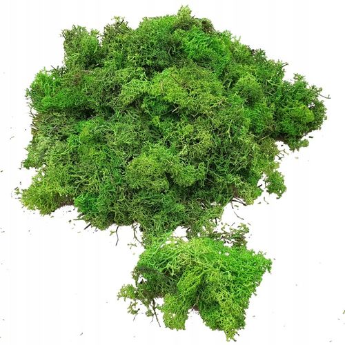 Skrawki mech chrobotek Jasnozielony Karton 1kg na Arena.pl