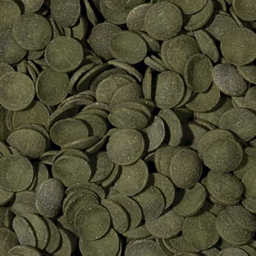 Tropical GREEN ALGAE Wafers 100ml na Arena.pl