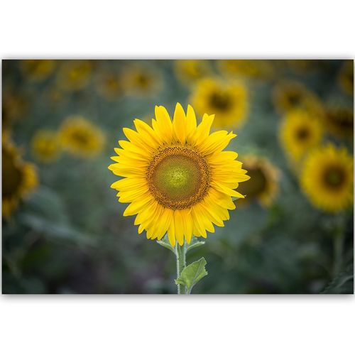 Deco Panel, Młody słonecznik 120x80 na Arena.pl