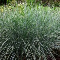 Miskant chiński 'Morning Light' BARDZO DUŻY (Miscanthus sinensis) Poj. 5.0L