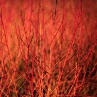 C2 DEREŃ ŚWIDWA ANY'S WINTER ORANGE